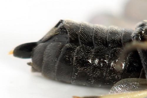 Claremontia waldheimii