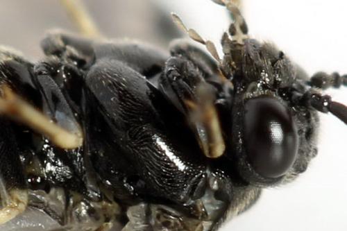 Claremontia waldheimii