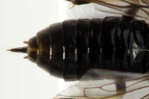 Claremontia waldheimii
