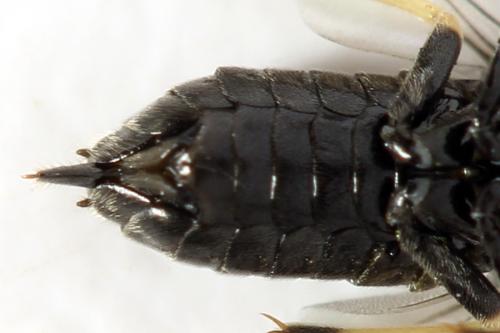 Claremontia waldheimii