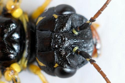 Réf. 312 923 : Pamphilius sylvaticus