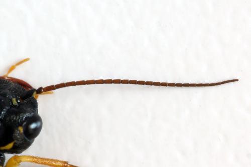 Pamphilius sylvaticus