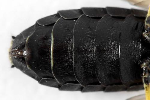 Réf. 312 932 : Pamphilius sylvaticus