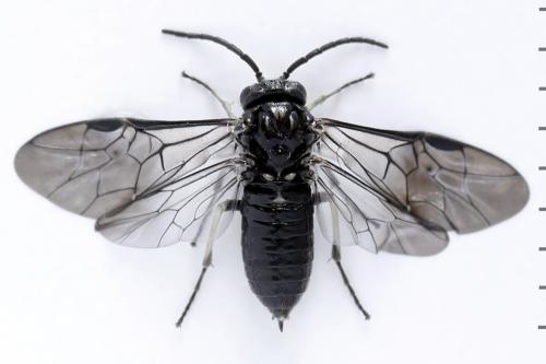 Claremontia waldheimii