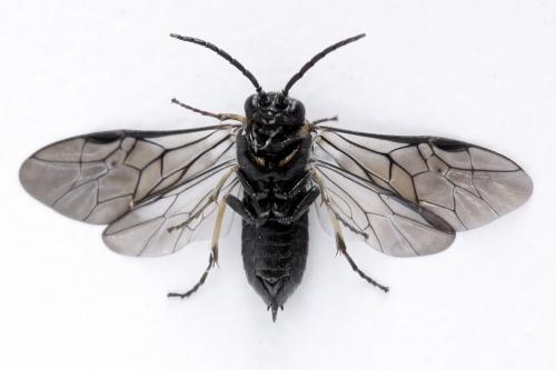 Claremontia waldheimii