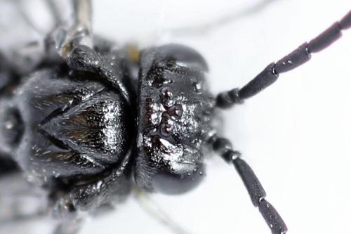 Claremontia waldheimii