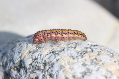 Réf. 312 338 : Pontia daplidice