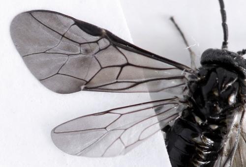 Claremontia waldheimii