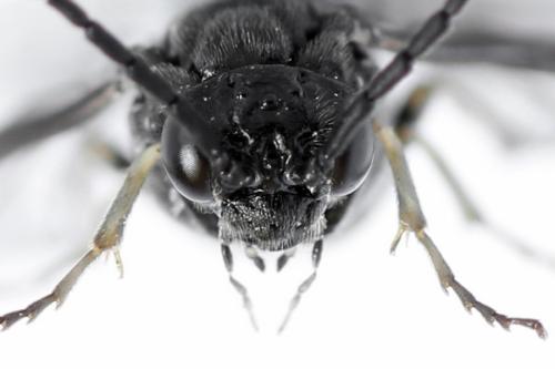 Réf. 312 883 : Claremontia waldheimii