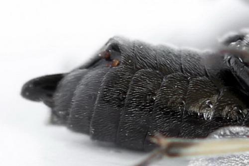 Claremontia waldheimii