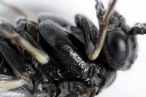 Claremontia waldheimii