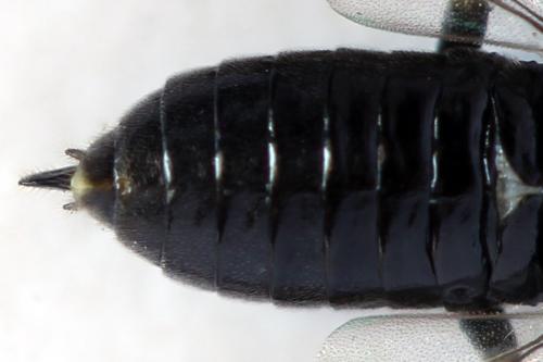 Claremontia waldheimii