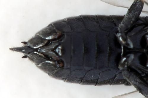 Claremontia waldheimii