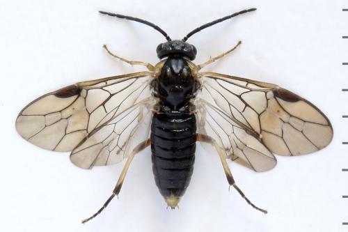 Réf. 312 933 : Pristiphora insularis