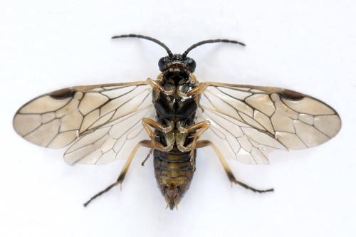 Réf. 312 934 : Pristiphora insularis