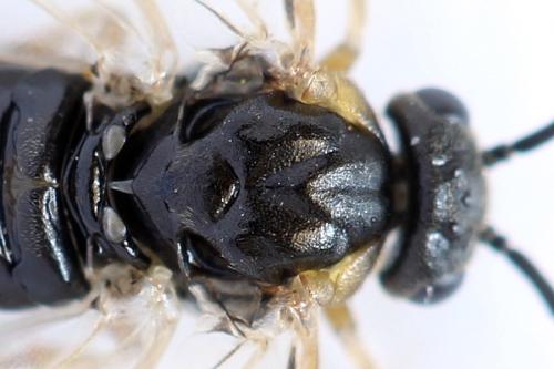 Réf. 312 936 : Pristiphora insularis