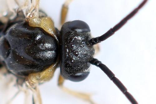 Réf. 312 937 : Pristiphora insularis