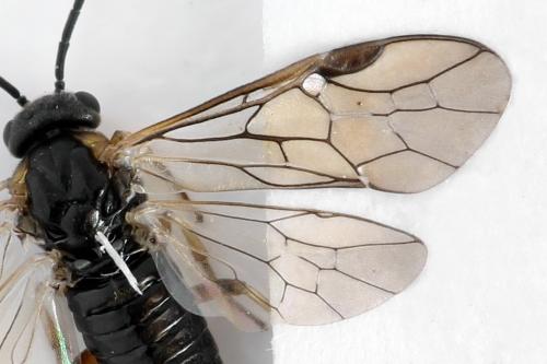 Réf. 312 939 : Pristiphora insularis