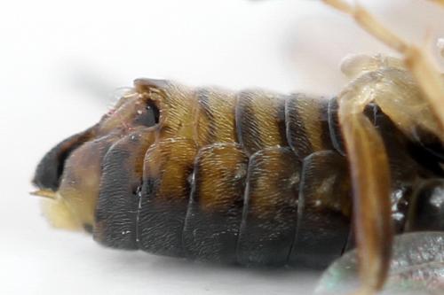 Réf. 312 942 : Pristiphora insularis