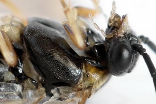 Réf. 312 943 : Pristiphora insularis