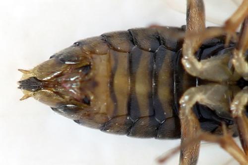 Réf. 312 945 : Pristiphora insularis