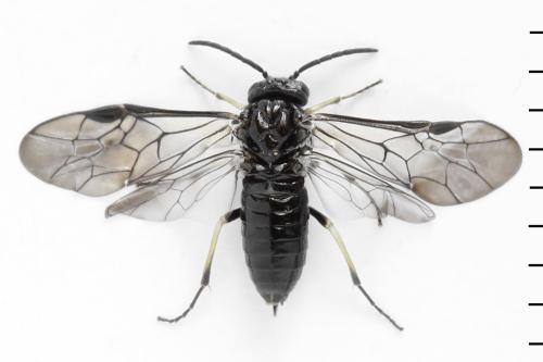Claremontia alternipes