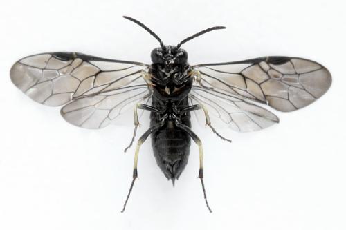 Claremontia alternipes