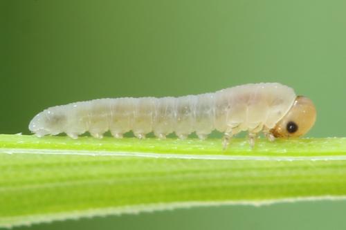 Dolerus nigratus