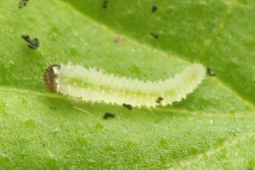 Claremontia waldheimii