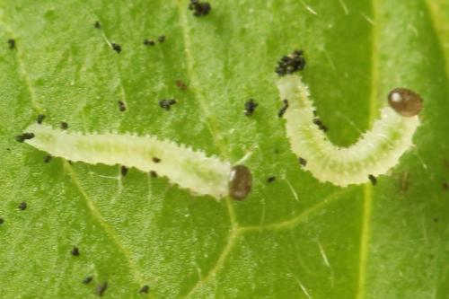 Claremontia waldheimii