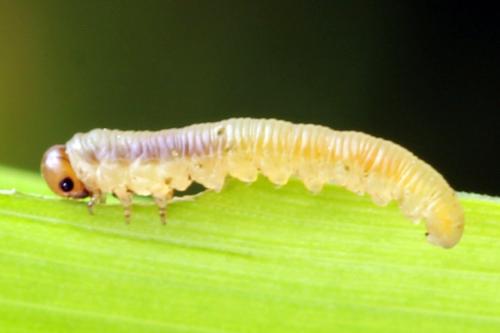 Réf. 312 553 : Dolerus nigratus