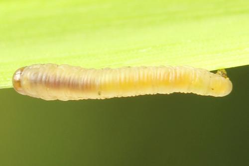 Réf. 312 554 : Dolerus nigratus
