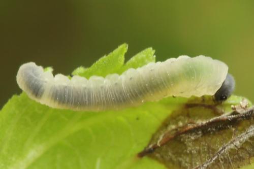 Empria pumiloides