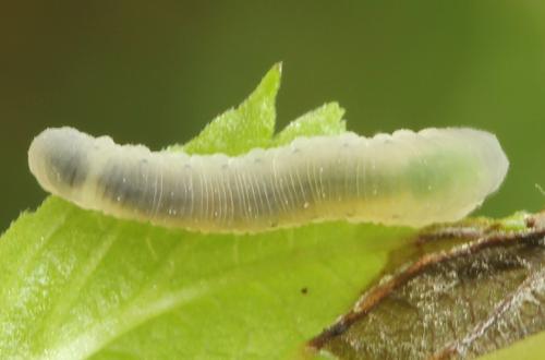 Empria pumiloides