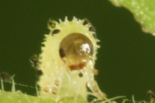 Claremontia waldheimii