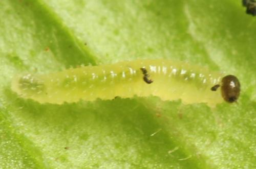 Claremontia waldheimii