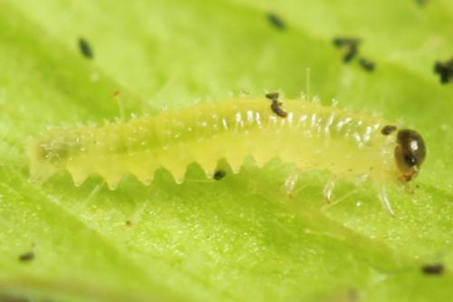 Claremontia waldheimii
