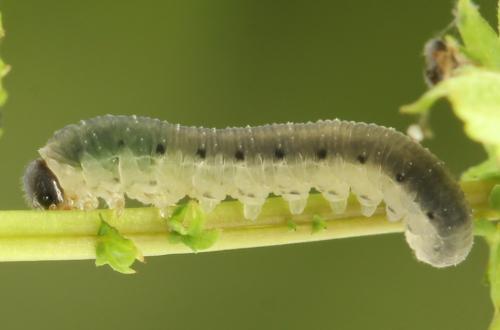 Réf. 312 743 : Empria pumiloides