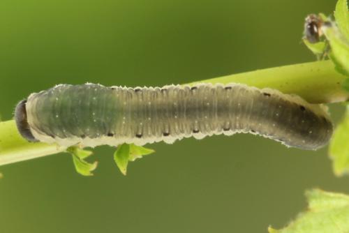 Empria pumiloides