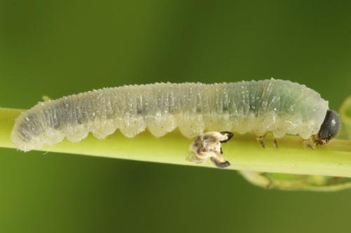 Réf. 312 745 : Empria pumiloides