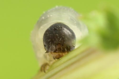 Réf. 312 747 : Empria pumiloides