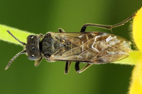 Sciapteryx consobrina
