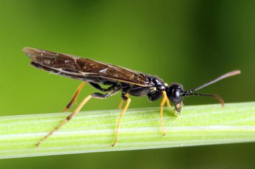 Calameuta pallipes
