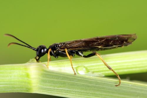 Calameuta pallipes