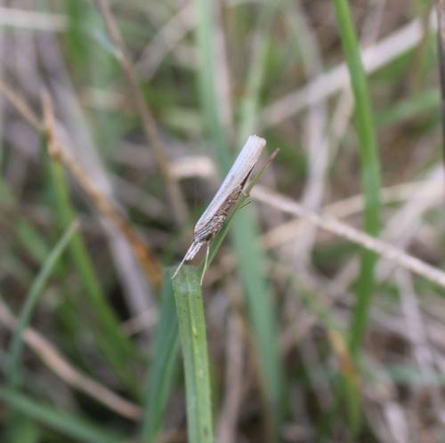 Agriphila sp.