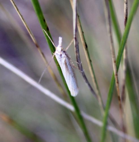 Agriphila sp.