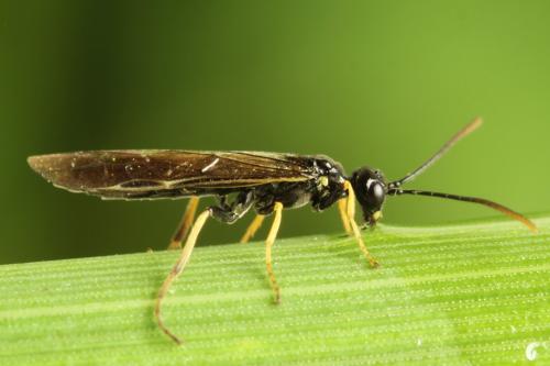 Réf. 312 989 : Cephus nigrinus
