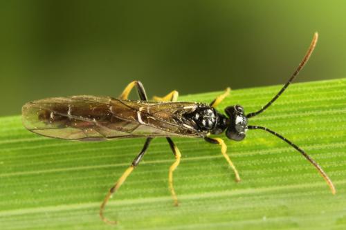 Réf. 312 990 : Cephus nigrinus
