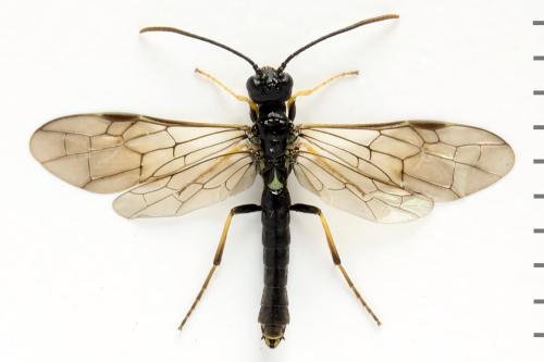 Réf. 312 991 : Cephus nigrinus