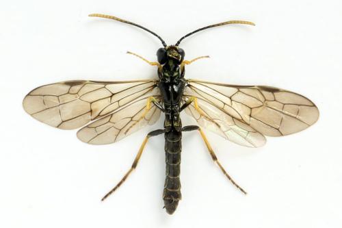 Réf. 312 992 : Cephus nigrinus